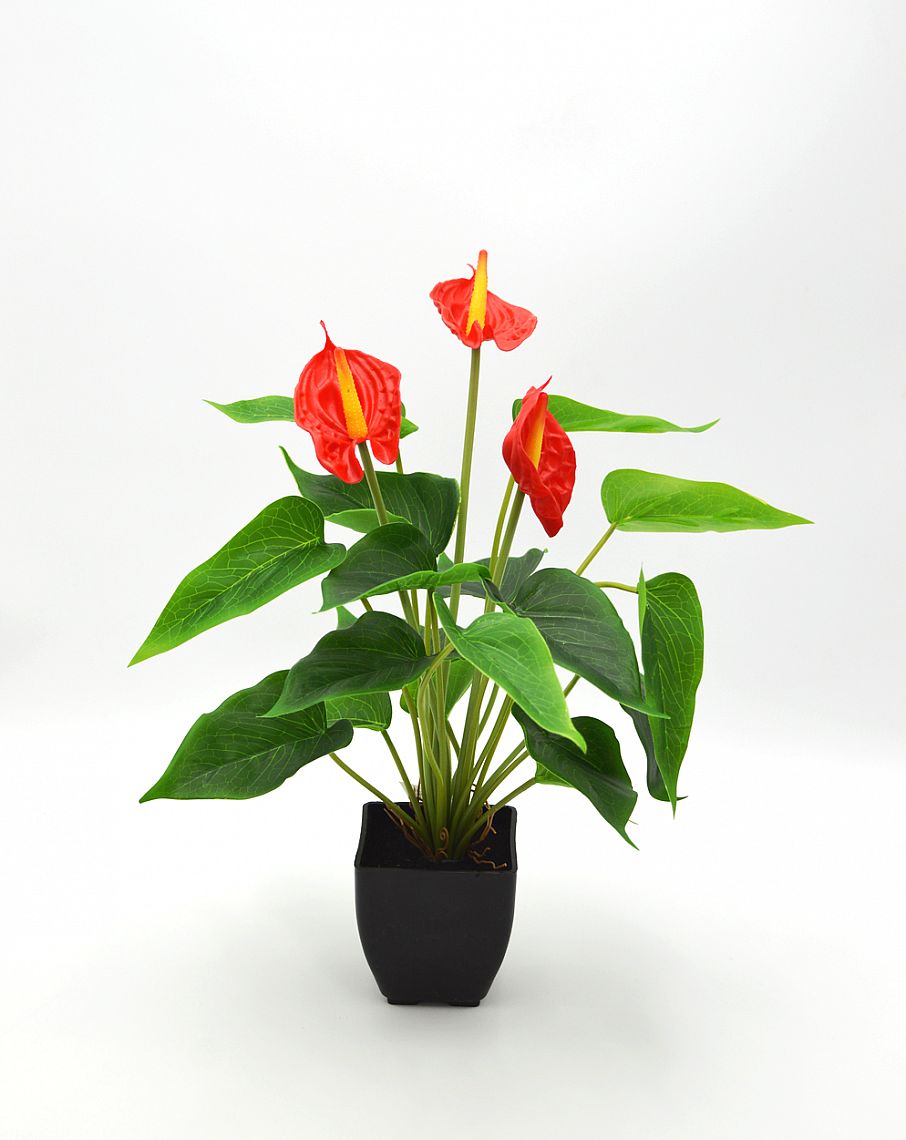 Anthurium 3květy v květníku