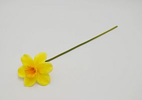 Narcis single 40cm žlutý