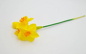 Narcis 4 květy 42cm žlutý