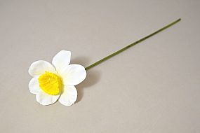 Narcis single 40cm bílý