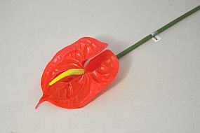 Anthurium velké květina