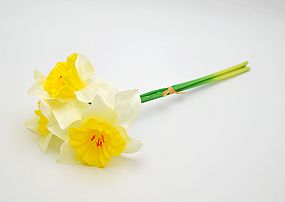 Narcis svazek tři stonky 41cm bílý